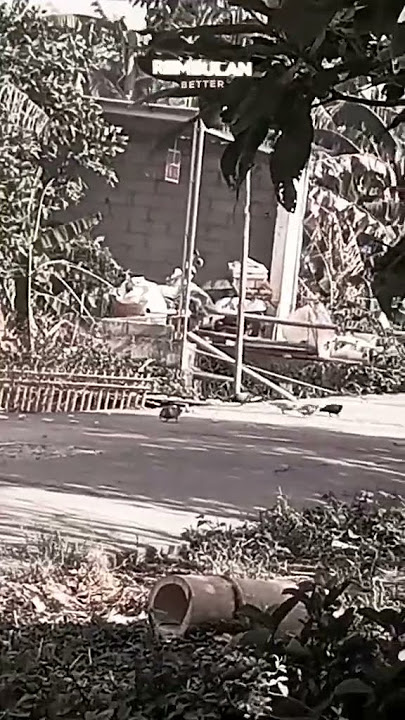 burung dara kata kata motivasi #storywa #kata #masukberanda #kata²  #story #merpati #birds