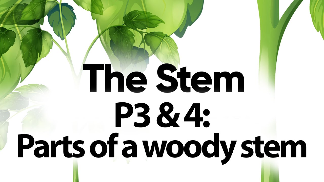 The Stem P3 P4 Parts Of A Woody Stem YouTube The Stem P3 P4 Parts Of A Woody Stem YouTube