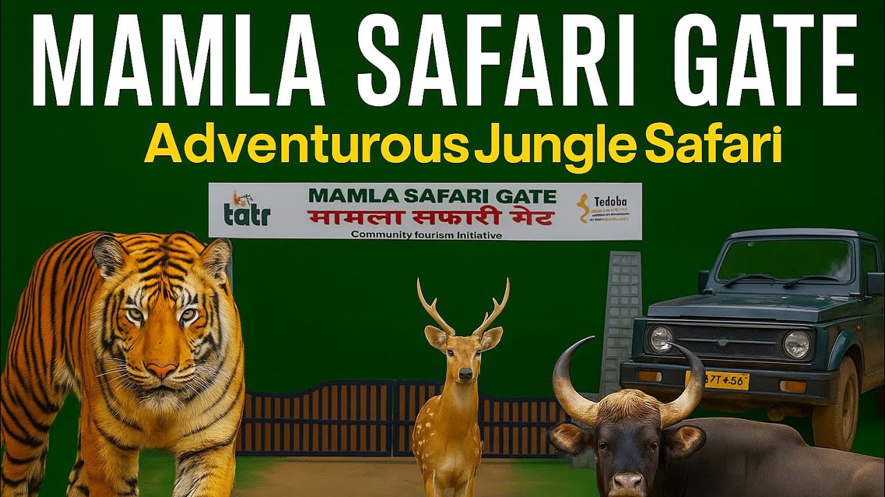 India's No.1 Buffer Zone MAMLA SAFARI GATE Tadoba National Park @nikhil the tiger