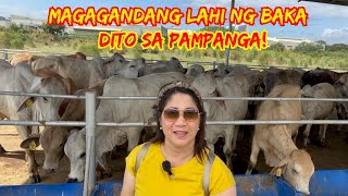 MAGAGANDANG LAHI NG BAKA DITO SA PAMPANGA! | CATTLE FARM TOUR | SOLLE'S GANDANG BUHAY