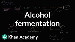 Alcohol or ethanol fermentation | Cellular respiration | Biology | Khan Academy