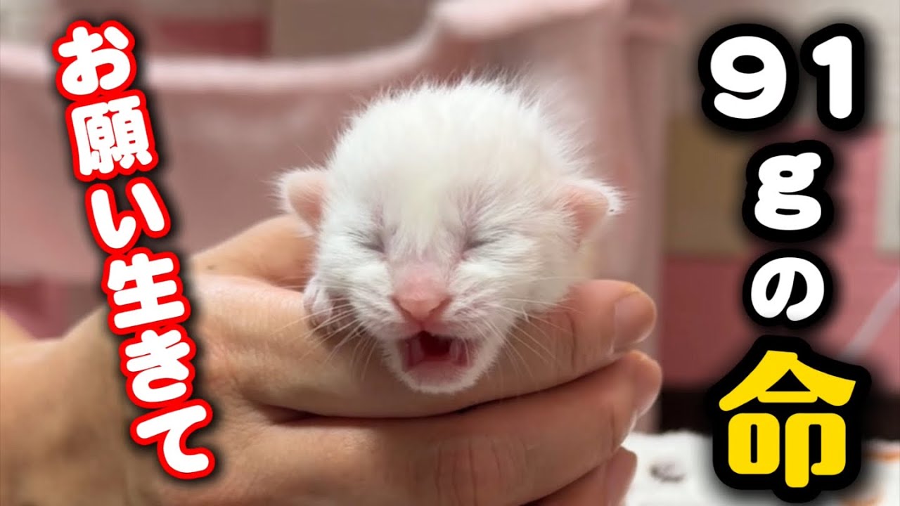 Surprising transformation of a kitten born weighing 91 grams