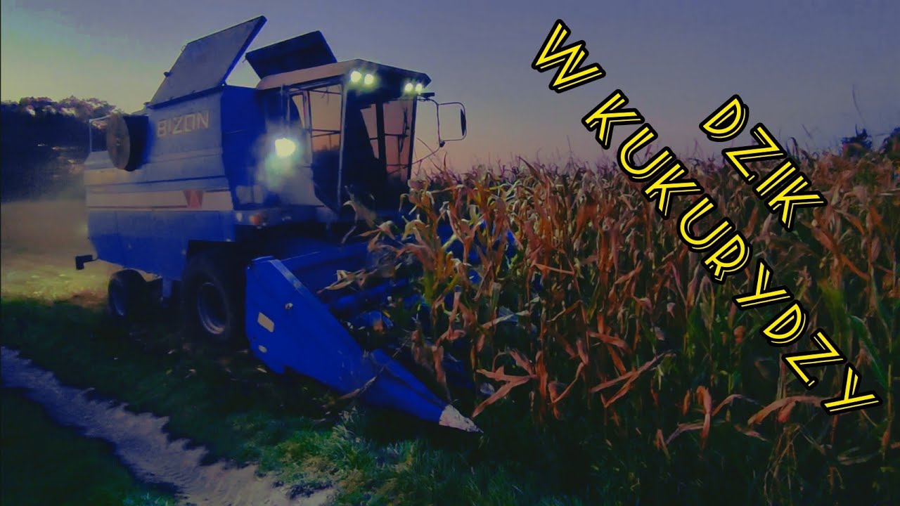 Bizon BS w kukurydzy i małe problemy
