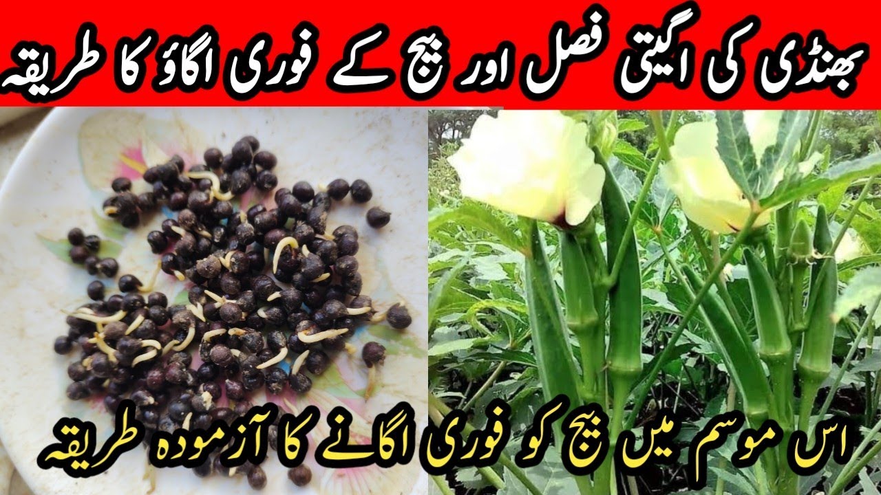 Early and Rapid Cultivation of Okra. بھنڈی کی اگیتی فصل کا فوری اور اگاؤ کا طریقہ |Kamra Zamindari
