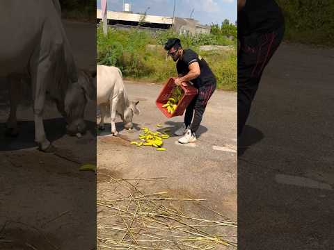 #pawansahu ने की गौ माता की सेवा 🙏🙏❤❤ #shortviral #viralvideo #shortfeed #viralshort