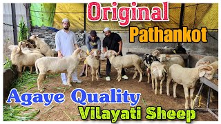 Original Pathankot Vilayati Sheep At JK Dua Goat Farm Padhga | Vilayati Mende |@lifewithanimals