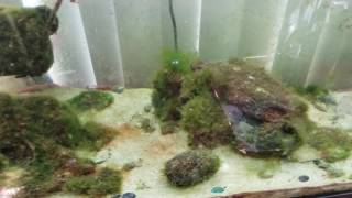Salt water tank 4/30/2017