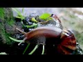 Snail Secrets REVEALED: How They Survive, Eat, and Reproduce (You Won't Believe #3!)