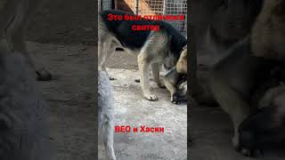 Свитерок из чистой шерсти . Собаки разорвали #dogs #shorts #свитер