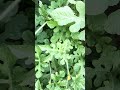 Watermelon planting