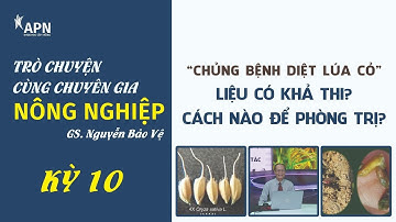 APN -  Ý TƯỞNG MỚI DIỆT LÚA CỎ, LÚA HAI TẦNG - GIÁO SƯ NGUYỄN BẢO VỆ