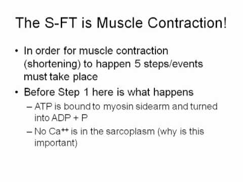 Muscle Physiology Part 2 of 3 - YouTube