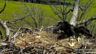 Decorah North Nest:  DN12 Defends Against a Squirrel 05-11-20