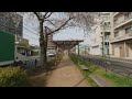 [3D VR180] カツシカノサクラ2021(奥戸,曳舟川）