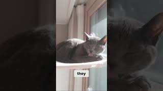 Download Lagu Cats Hate Change, But They LOVE Novelty! #catification #catapartment #cathacks MP3