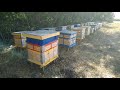 Beekeeping. Пчеловодство. В июле 2019 года. Ч.1