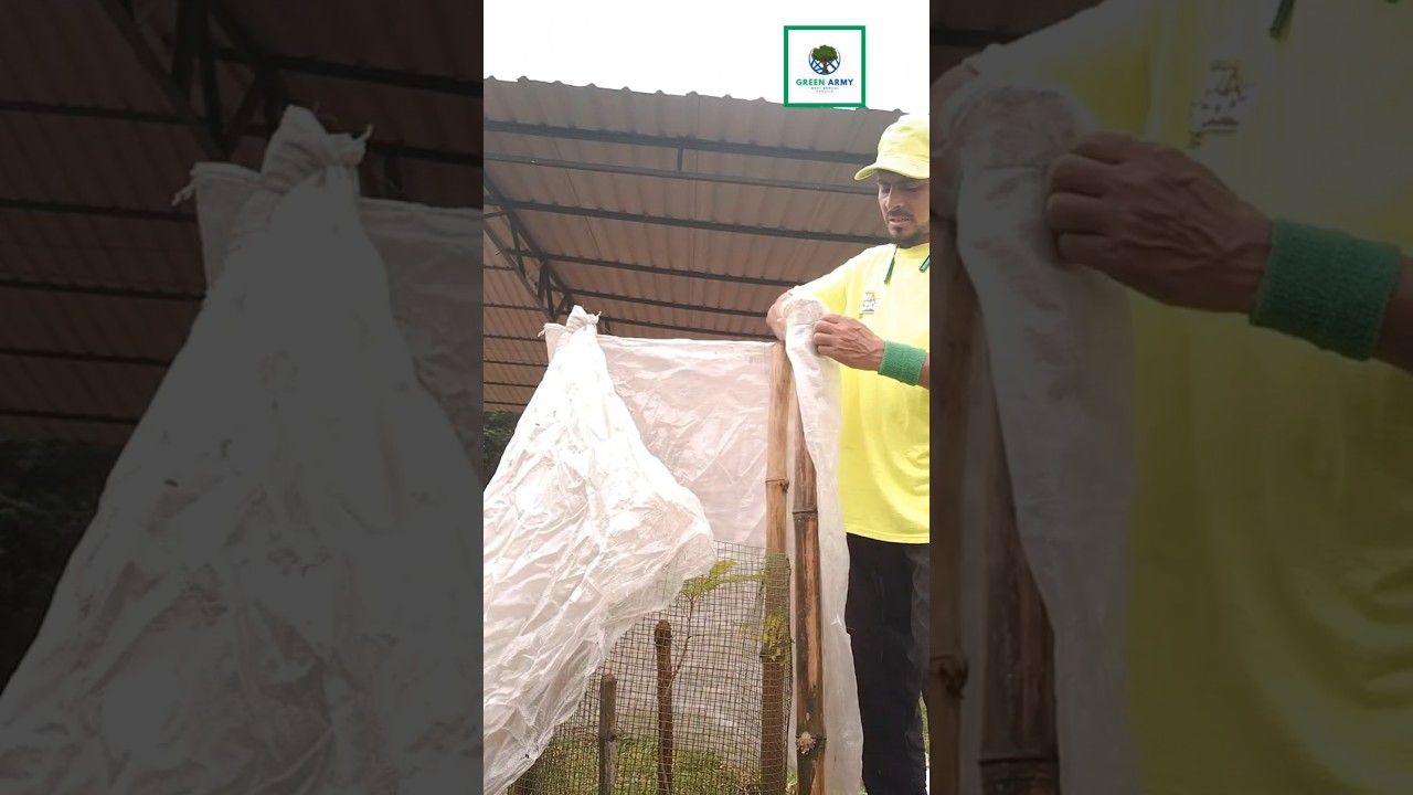 TREE CARE :KRISHNA LATA TREE COVERING FOR SAFETY |TREE PLANTATION FOR BETTER TOMORROW |OXYGEN SOURCE