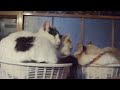 こたつの上の猫ライブ 200104