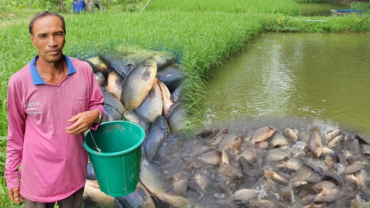 วิธีเลี้ยงปลาหมอในนาข้าว 🐟 เลี้ยงง่าย แข็งแรงโตเร็ว สร้างรายได้ เพิ่มปุ๋ยในนา 💚💙