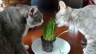 猫草を食べるねこ  