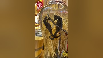 Lên Bình Cá Ngựa 5 Lít cho khách hàng trực tiếp tại Thế Giới Rượu Ngâm #shorts #ruoungam #ruoucangua