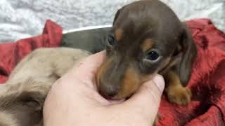 #dachshund Ruffian x Alexander baby boys