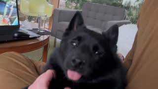 Cutest Schipperke dog on earth gets head scratches by Schipperke Munchie 1,403 views 8 months ago 1 minute, 8 seconds