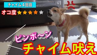 犬のしつけ チャイム吠え 豆柴がチャイム音で鳴くのでしつけしてみた 柴犬shibainu Youtube 犬のしつけ チャイム吠え 豆柴がチャイム音で鳴くのでしつけしてみた 柴犬shibainu Youtube
