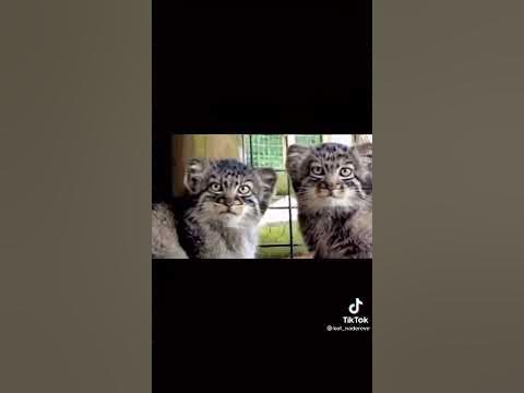 факты о Мануле - YouTube