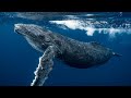 SAMANA WHALES WATCHING (big tour). Dominican Republic. GAVA Travel