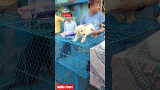 Pet Market Kolkata Lowest Price Puppy Doggallif Street Dogs