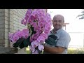 Как поливать орхидею. How to water an orchid