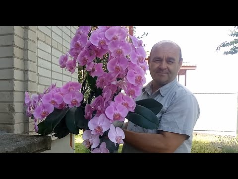 Video: Cara Menyirami Phalaenopsis