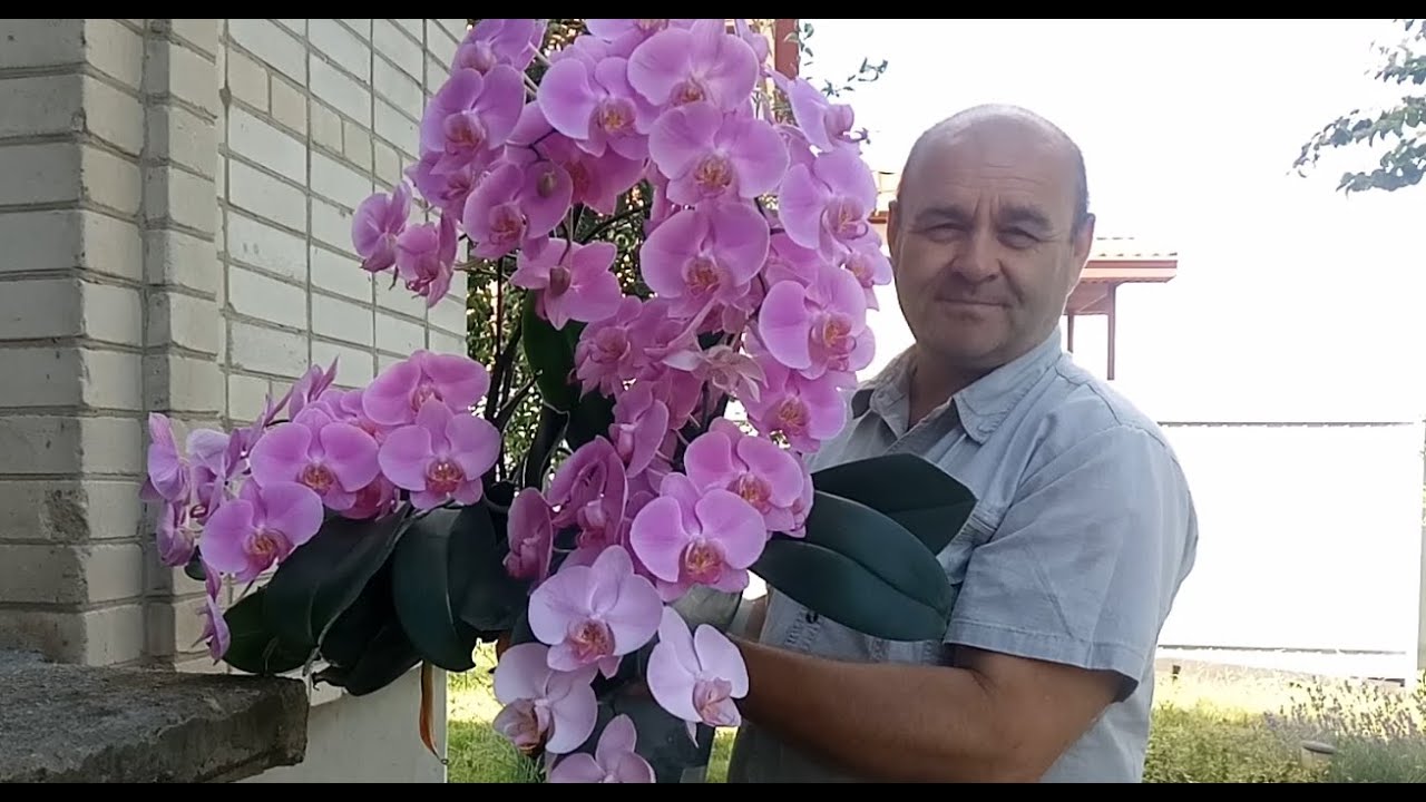 Как поливать орхидею 🌸 