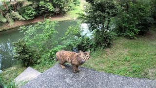 橋の下から駆け寄ってきた猫、実は怖がりだった