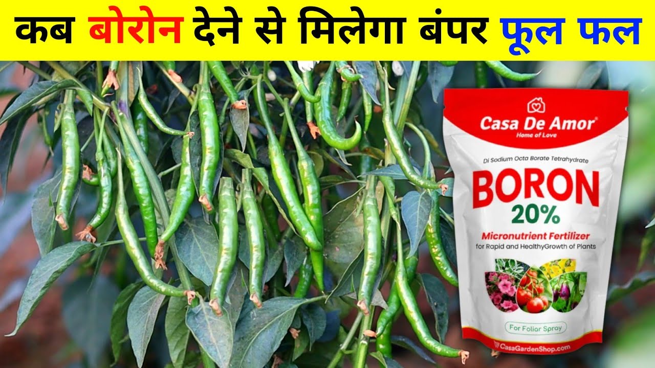 Boron | कब बोरोन देने से मिलेगा बंपर फूल फल | ऐसे करें बोरोन का उपयोग 😱💥