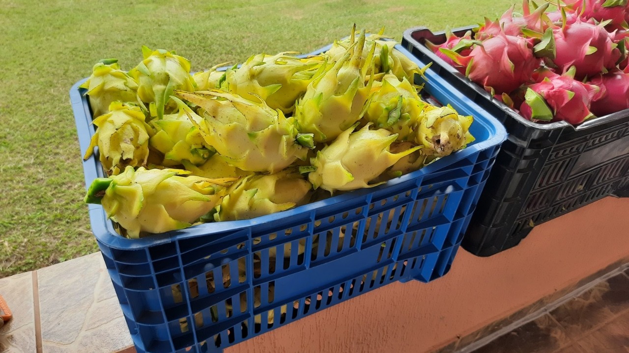 Pitaya Golden de Israel amarela sem espinho!