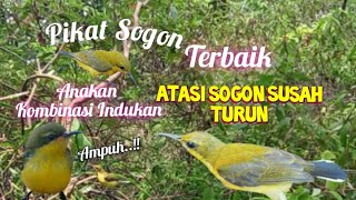 Suara Pikat Sogon Anakan Kombinasi Indukan Terbaik