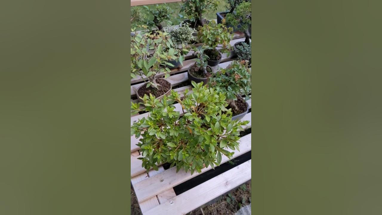 Erinnerung an den Sommer. bonsaitree bonsai shohin summer YouTube