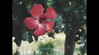 Lessa Mafhemteesh لسة مفهمتيش