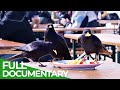 Ravens - Intelligent Rascals of the Skies