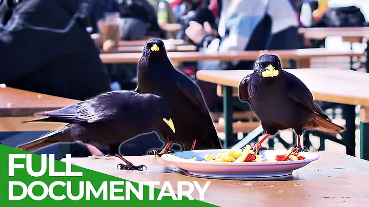 Ravens - Intelligent Rascals of the Skies | Free Documentary Nature - DayDayNews