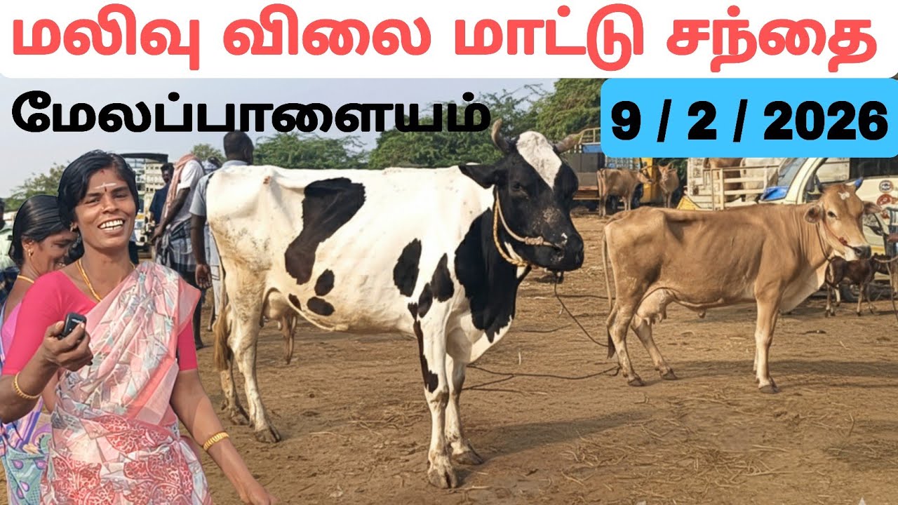 மலிவு விலை மாட்டு சந்தை / மேலப்பாளையம் #மாடு #cow #cowmarket2026 #melapalayam #மேலப்பாளையம் #பசுமாடு