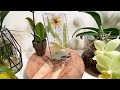 DIY resin pressed flower phone stand