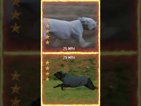 Video: 15 Best Watch Dog plemien