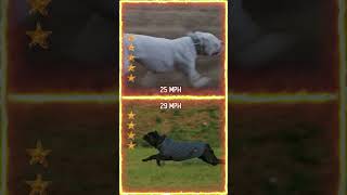 Dogo Argentino VS Cane Corso