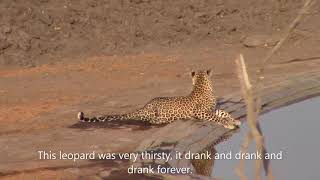 A very thirsty leopard is also very wary to cross open ground to the waterhole, worth the wait.