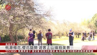 賞花好去處! 高雄桃源罕見梅.櫻交錯爭豔 2020-01-04 IPCF-TITV 原文會 原視新聞