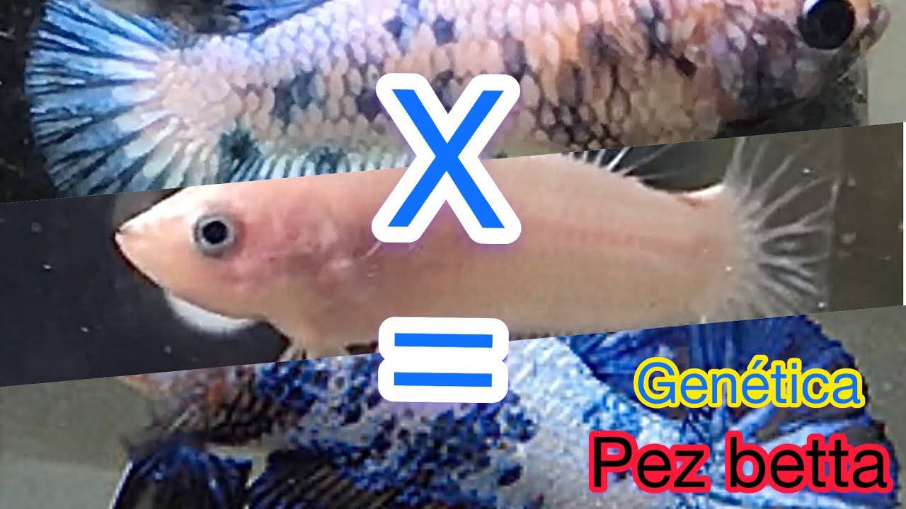 GENÉTICA DEL PEZ BETTA HOY COMO HACER UNA LÍNEA FANCY