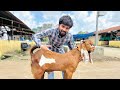 DEONAR BAKRA MANDI TUESDAY LATEST UPDATE | 12 August 2025 | BEETAL BAKRA LO LALA |